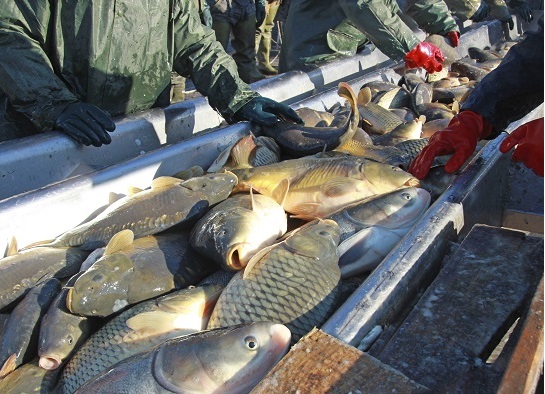 PENKO & Fish Industry