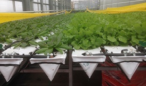 Aqua Farming