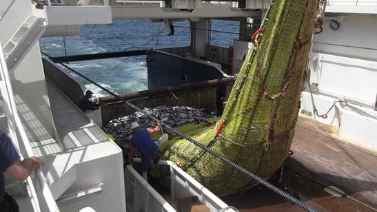 Fishprocessing Motion Compensated Weighing