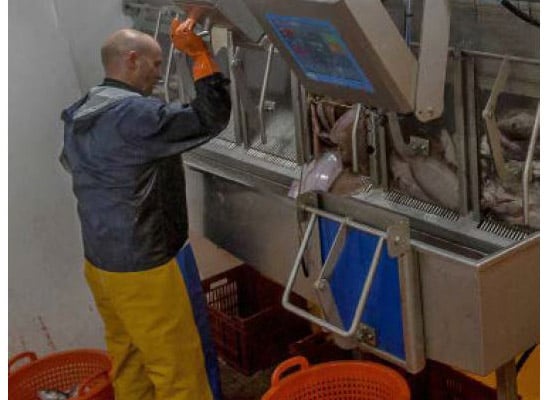 Fish-Weighing Fish-Weighing