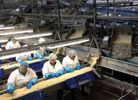 Onions exactly on weight Onions exactly on weight